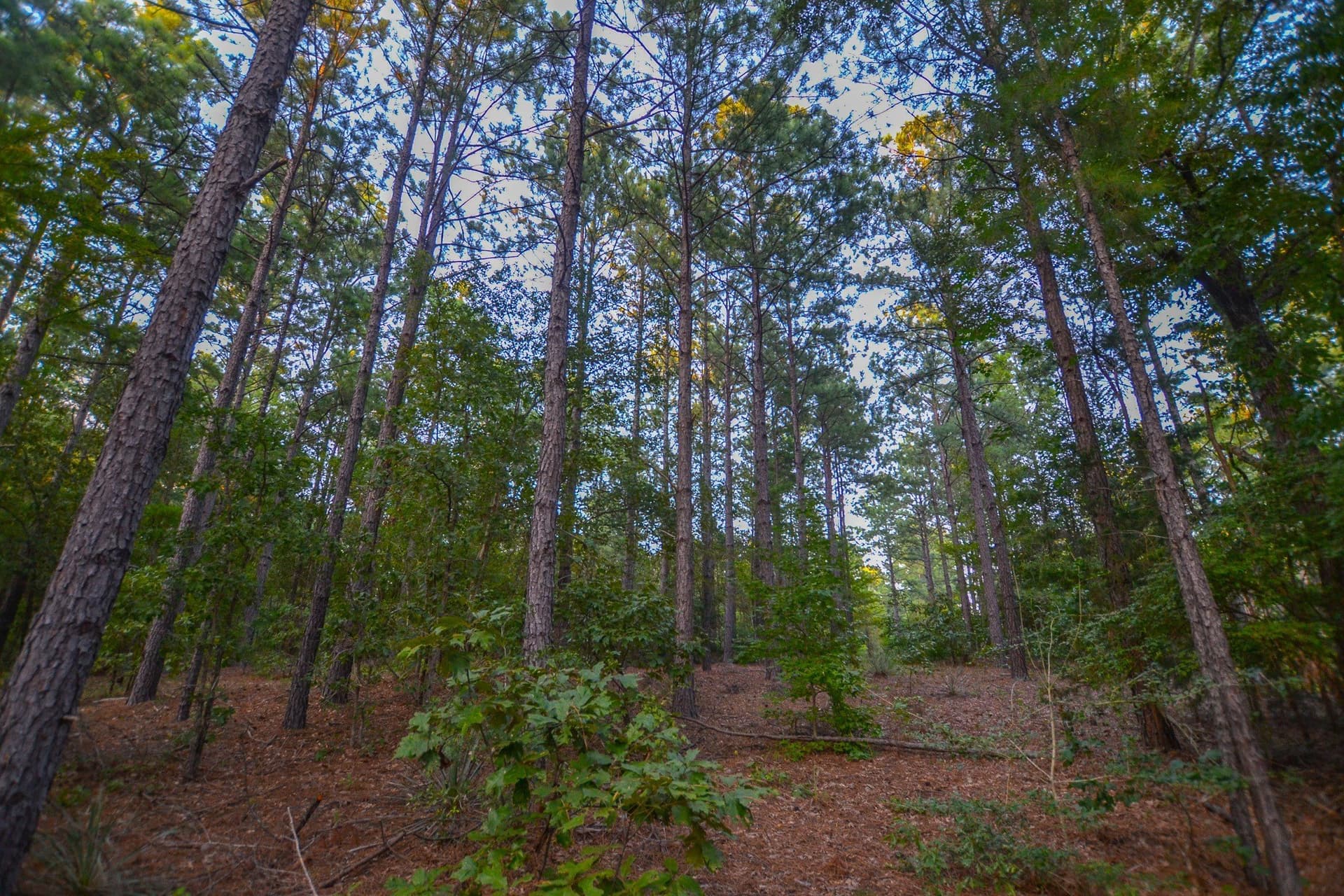 33 acres in Henderson County - photo 8