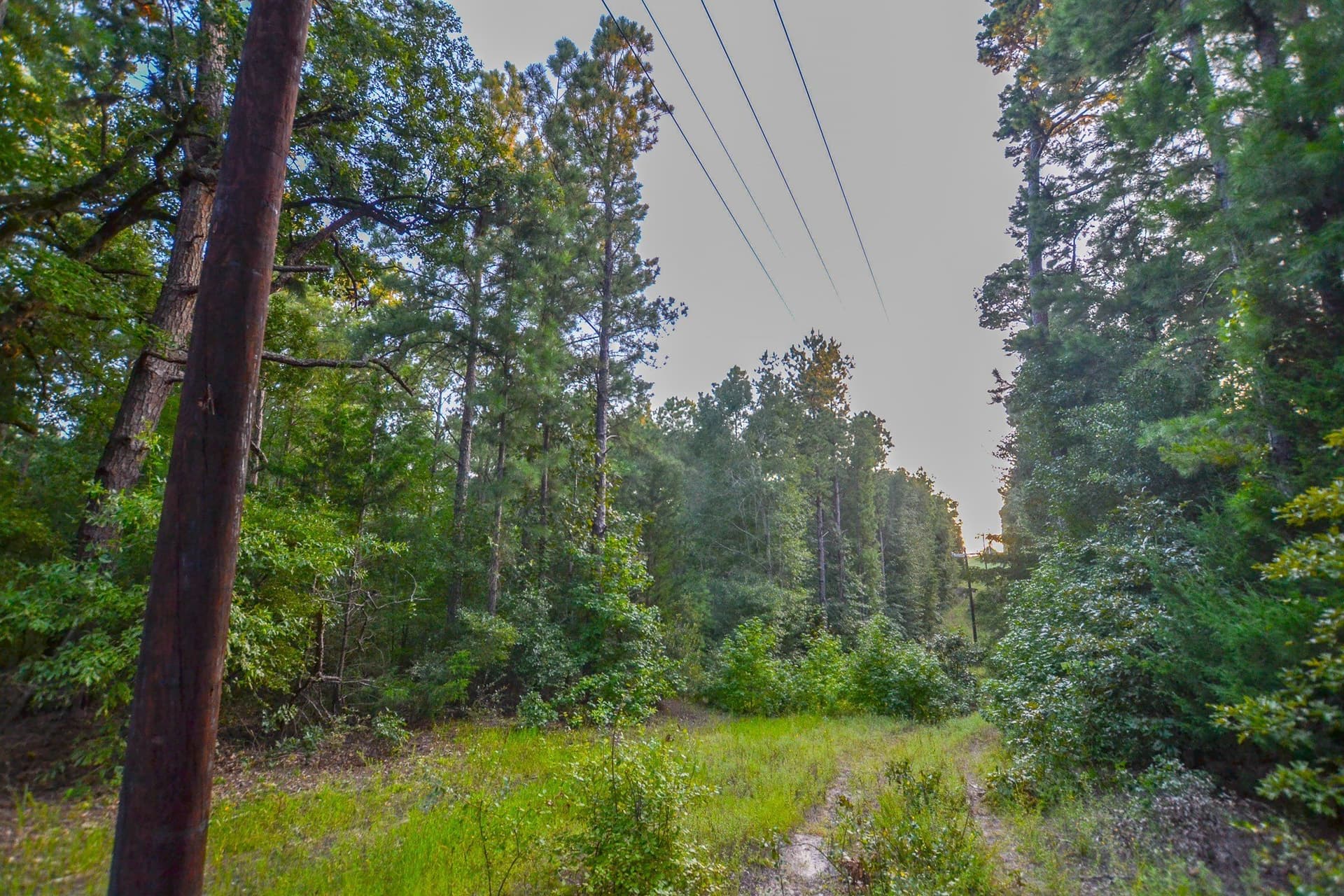 33 acres in Henderson County - photo 9
