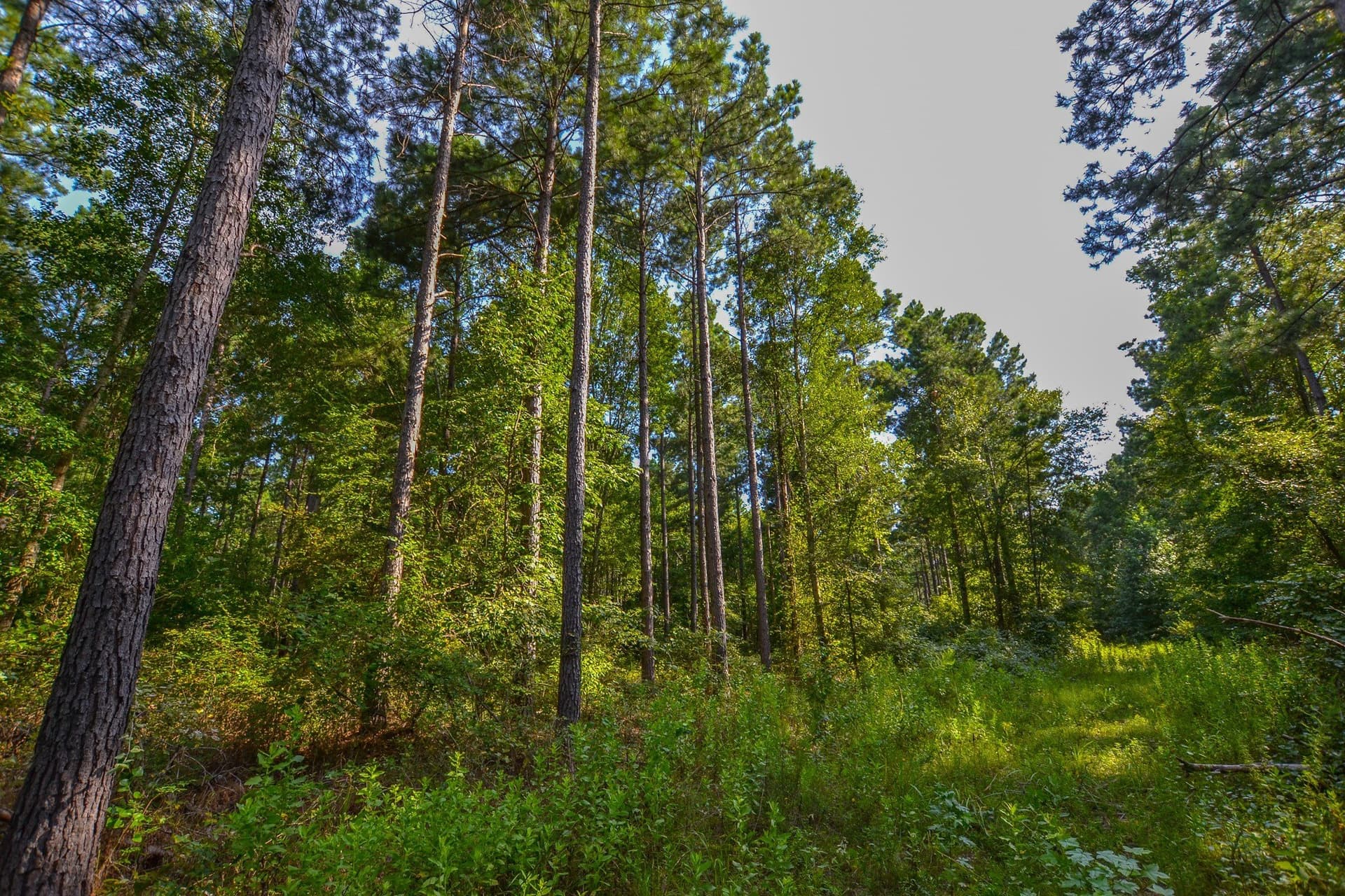 33 acres in Henderson County - photo 16