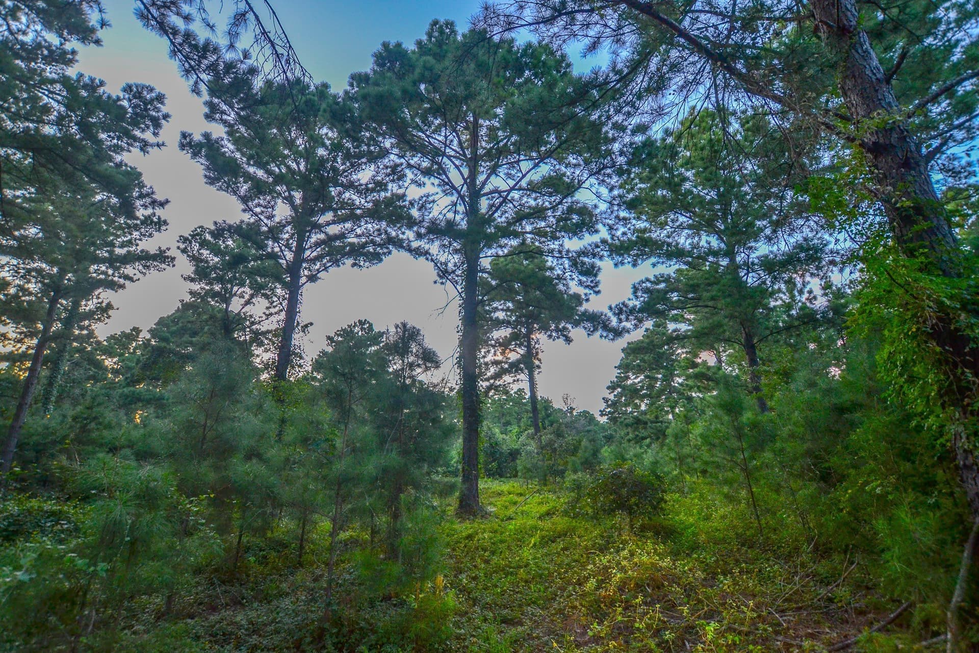 33 acres in Henderson County - photo 14