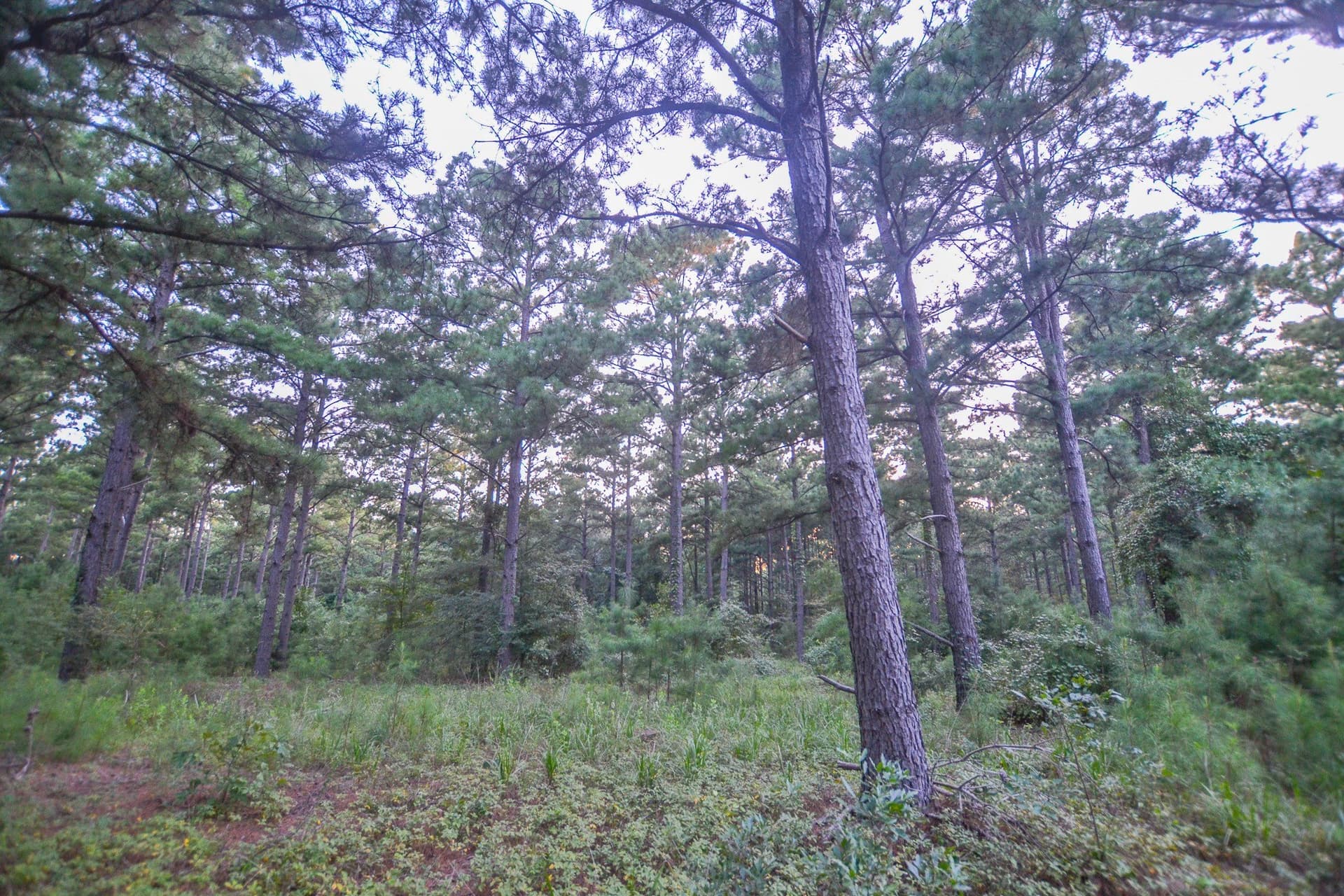 33 acres in Henderson County - photo 21