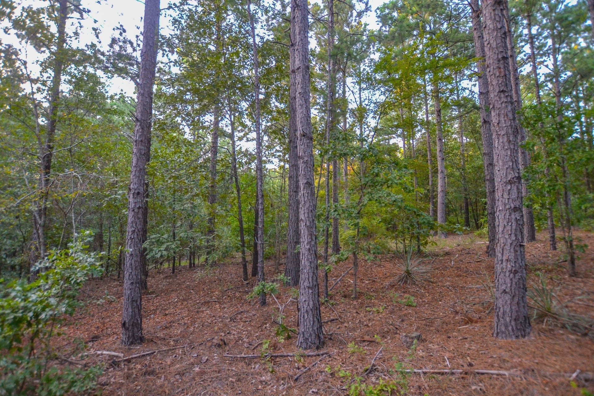 33 acres in Henderson County - photo 20