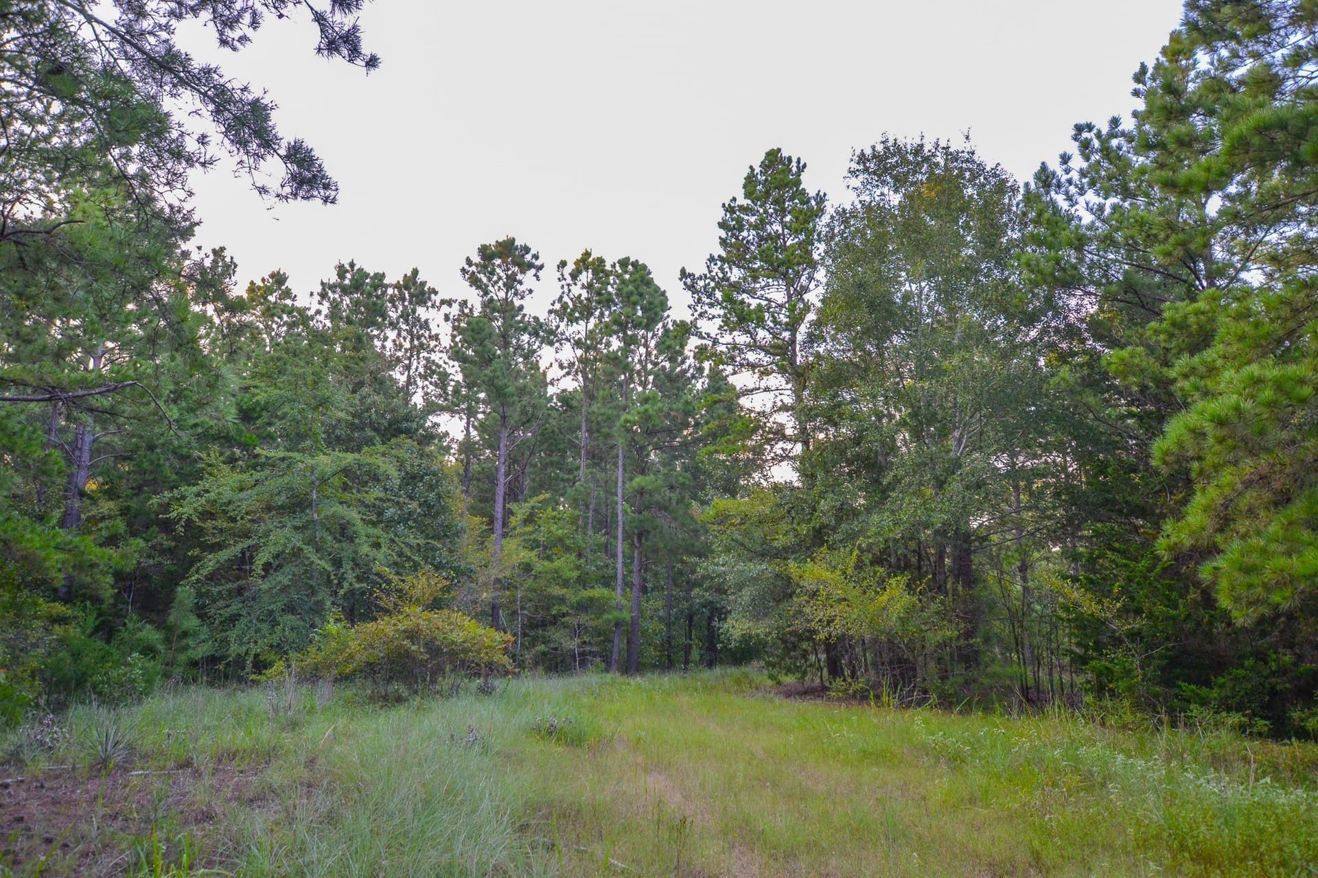 33 acres in Henderson County - photo 24