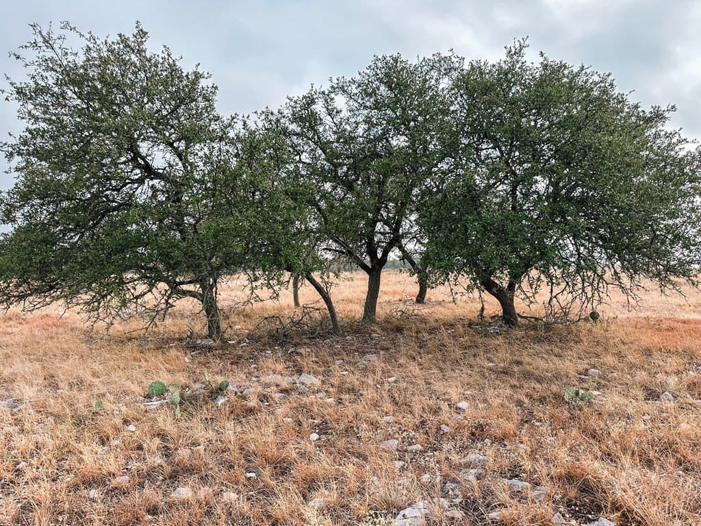 4.3 acres in Gillespie County featured view