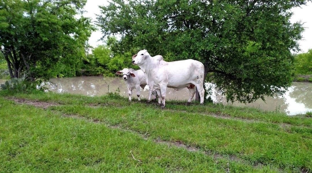 120.26 acres in Limestone County - photo 7