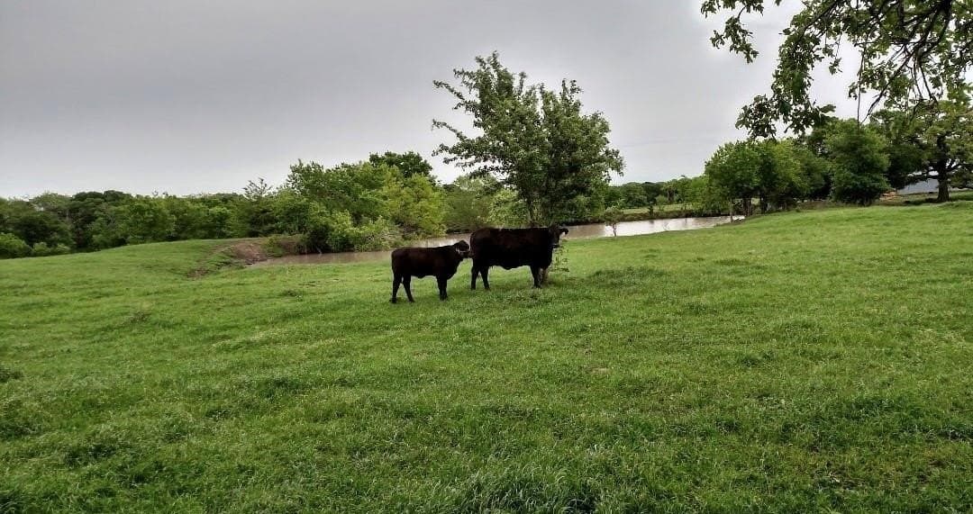 120.26 acres in Limestone County - photo 8