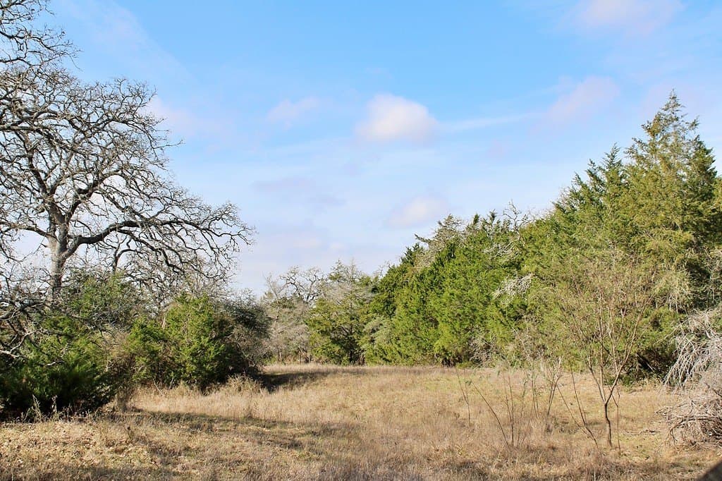 10 acres in Colorado County gallery image 2