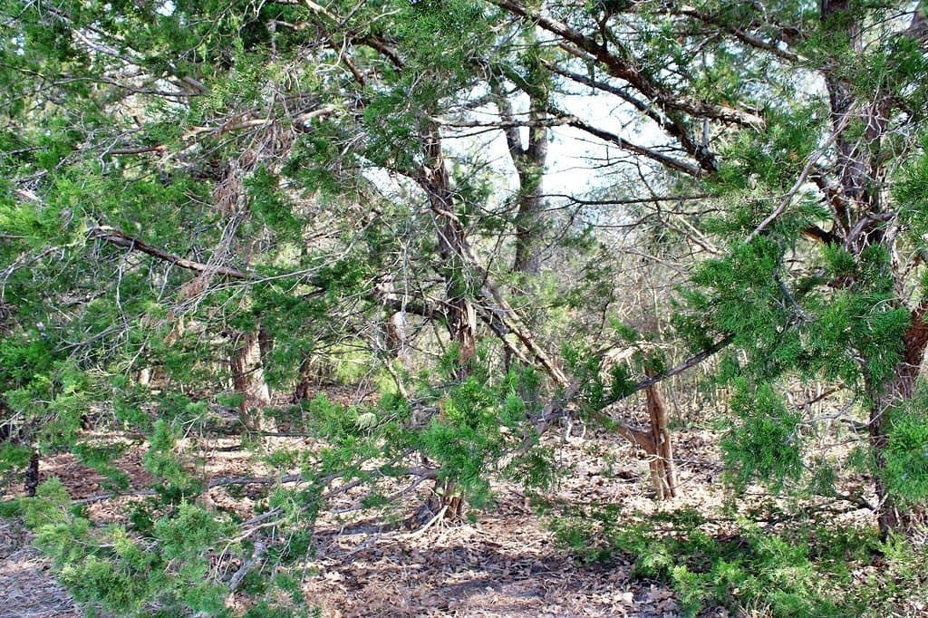 10 acres in Colorado County - photo 7