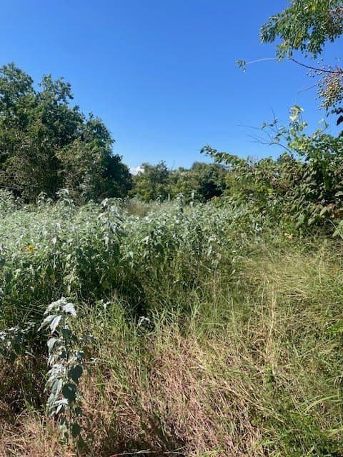 1 acres in Texas County gallery image 2