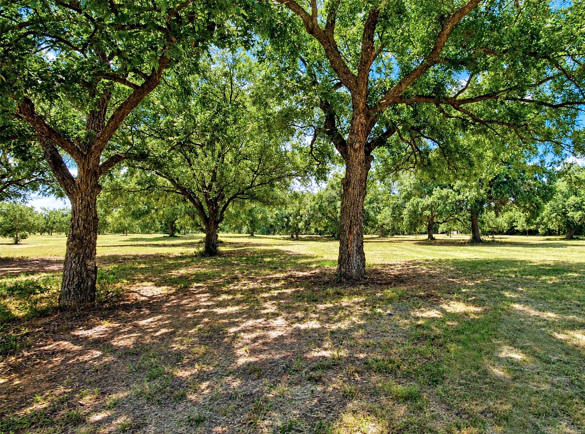 284.25 acres in Montague County - photo 19