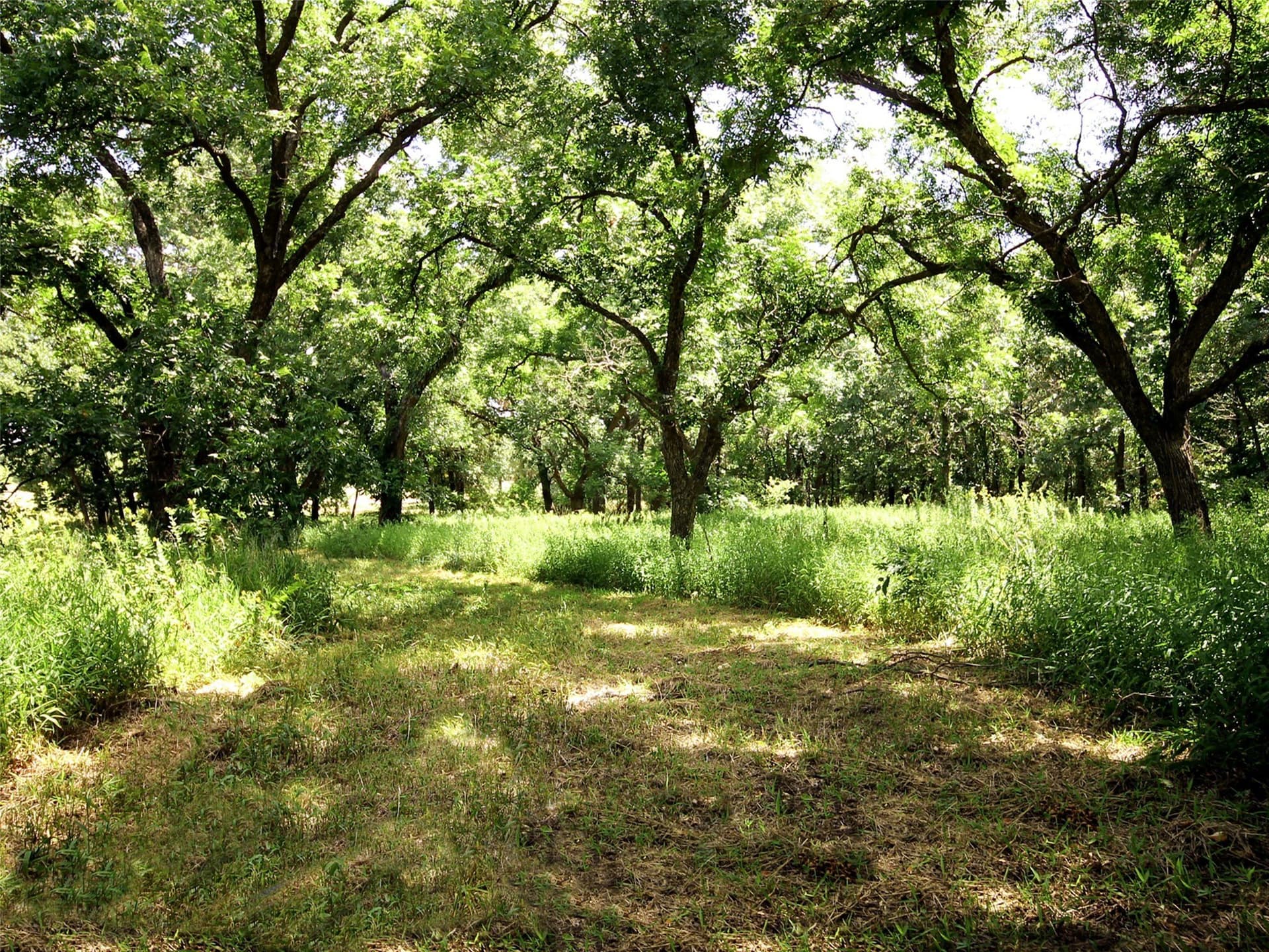 284.25 acres in Montague County - photo 23