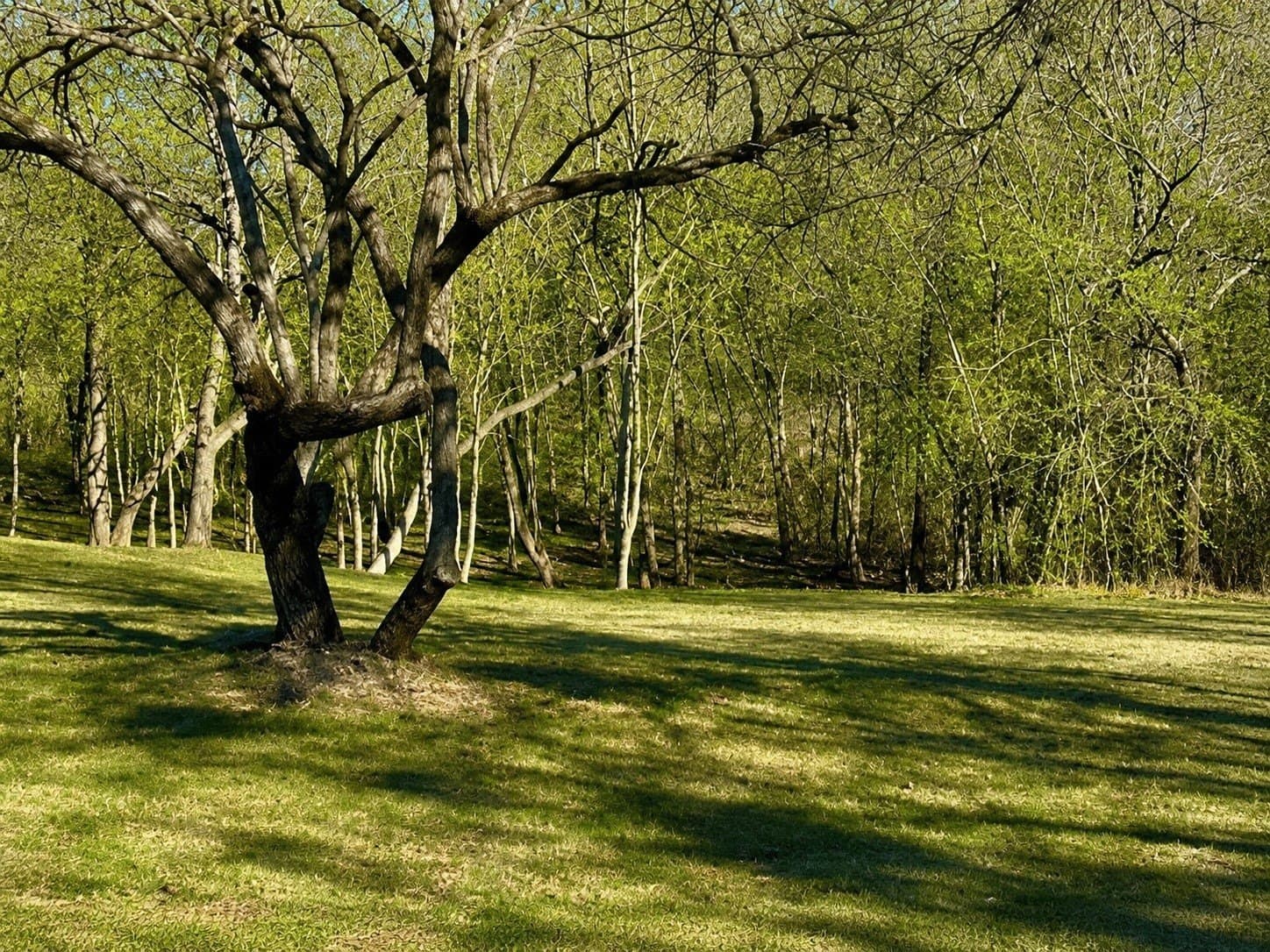 2.09 acres in Dallas County - photo 7