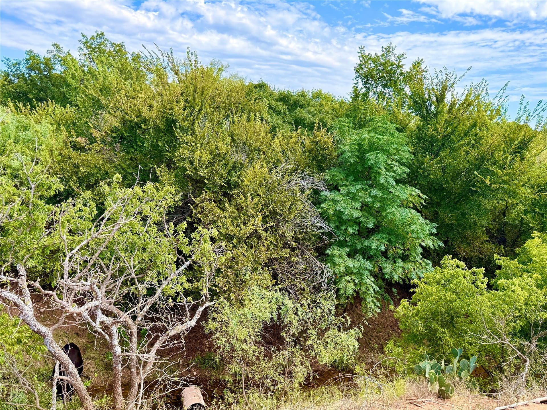 59.97 acres in Runnels County - photo 34