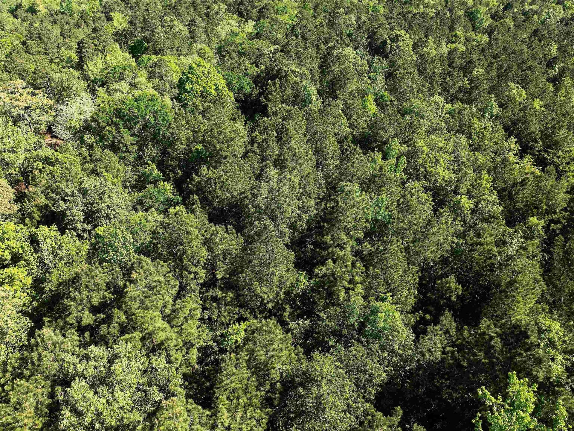 19.94 acres in Marion County - photo 11