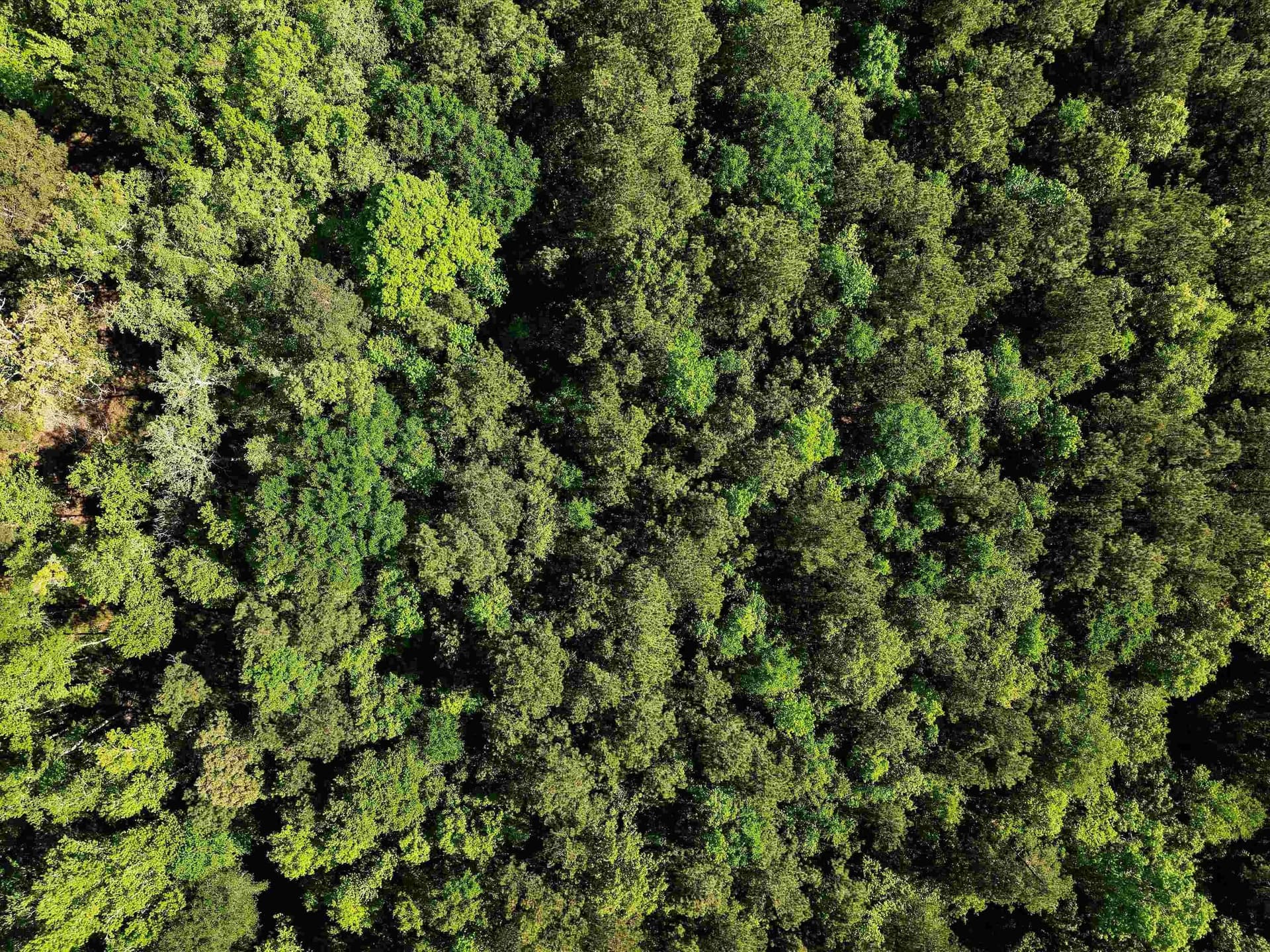 19.94 acres in Marion County - photo 12