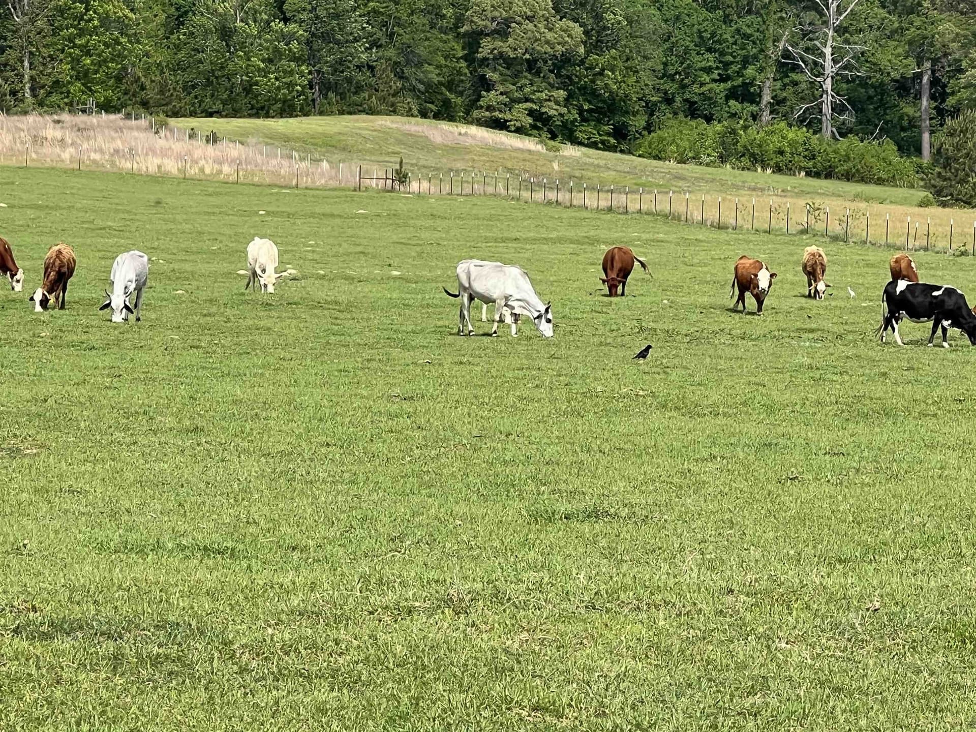 11.99 acres in Panola County featured view