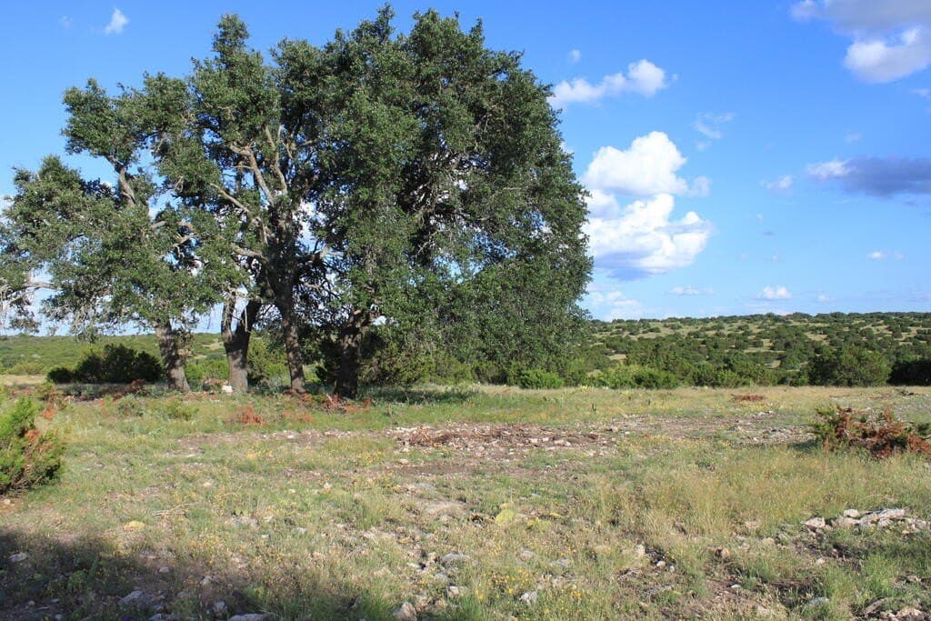 100 acres in Sutton County - photo 12