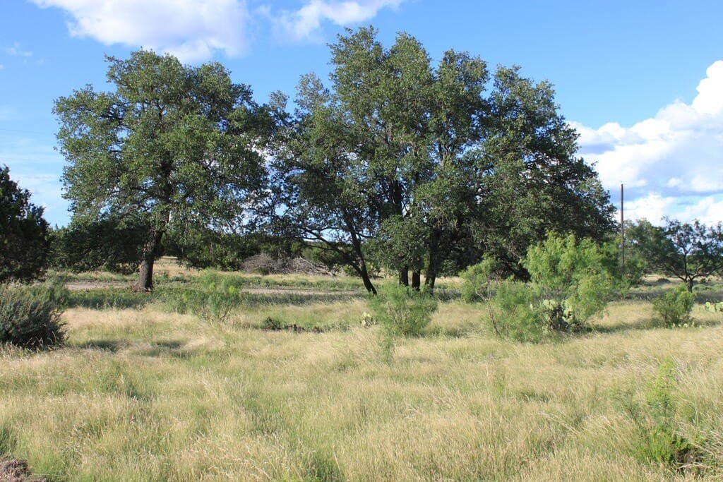 100 acres in Sutton County - photo 13