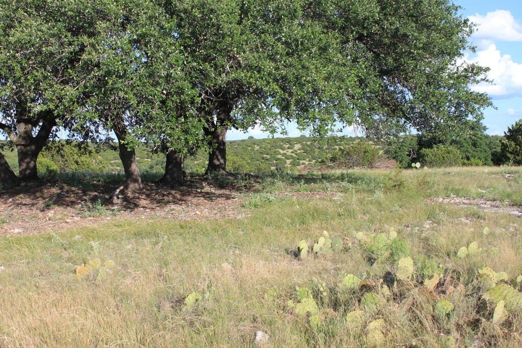 100 acres in Sutton County - photo 6