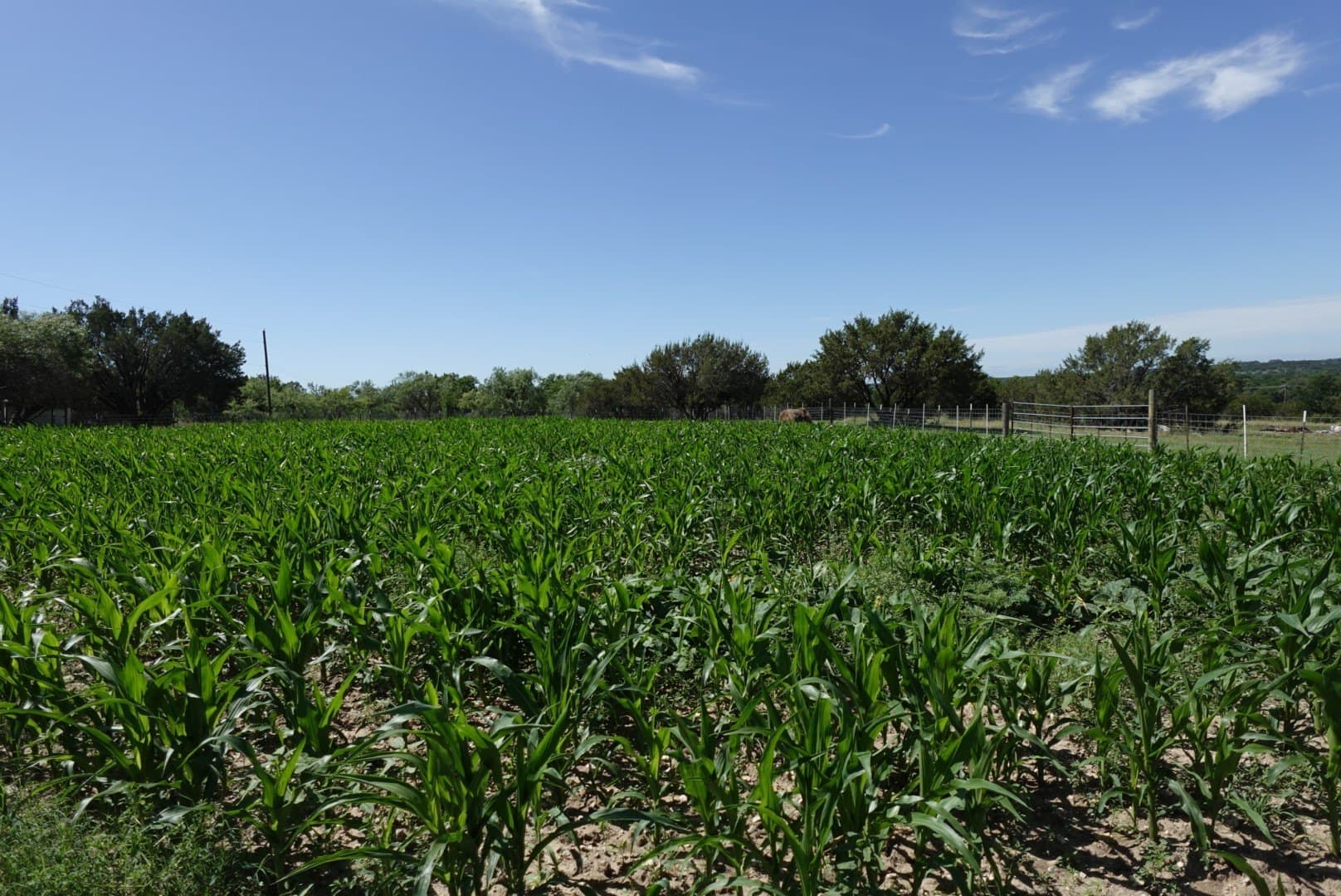 10.2 acres in Erath County - photo 23