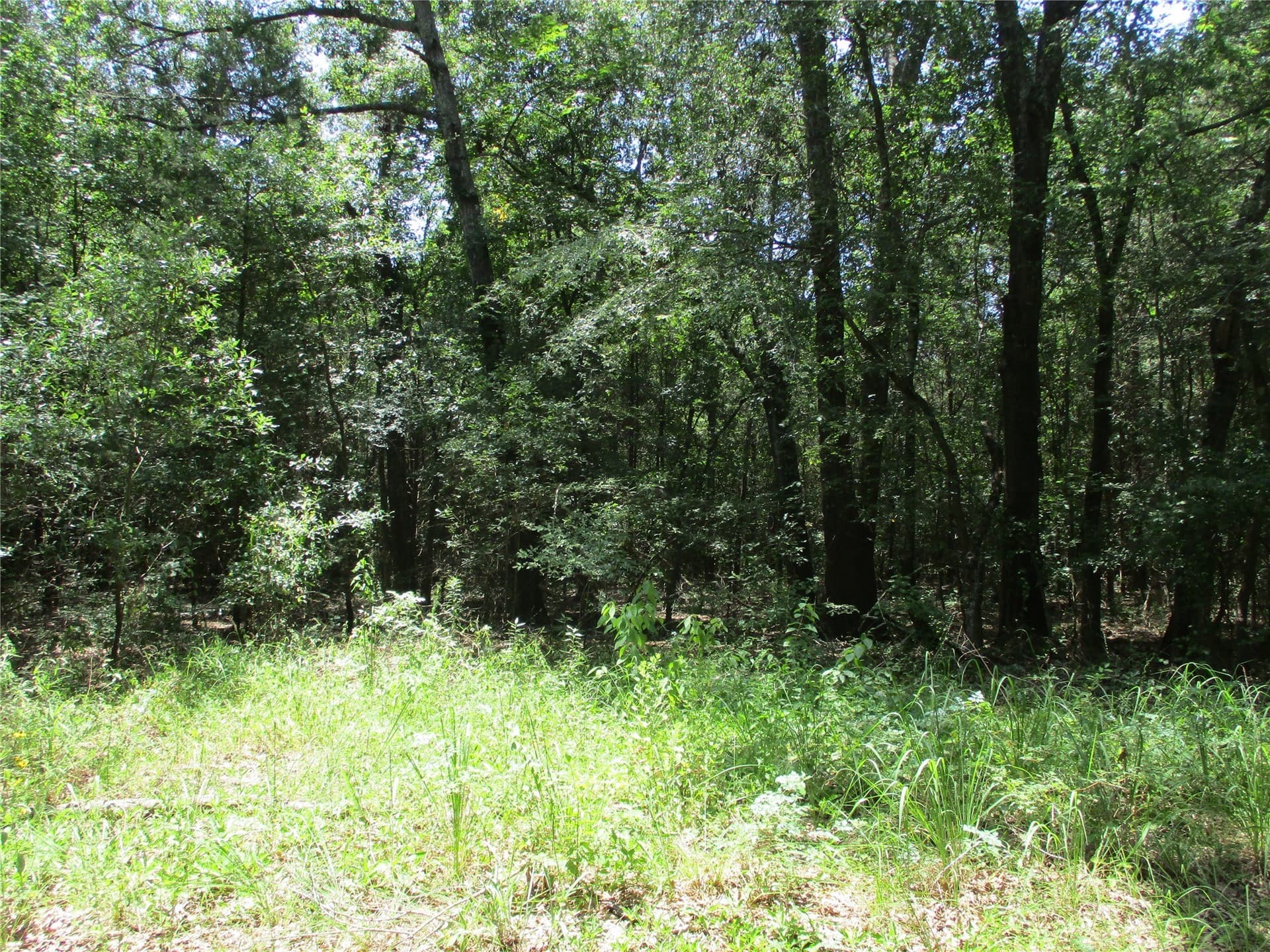 16.8 acres in Rains County - photo 9