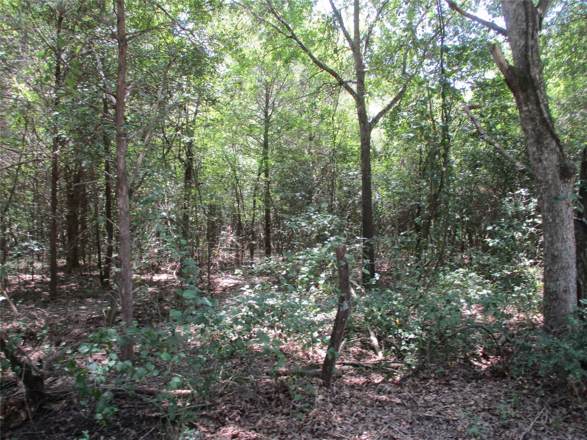 16.8 acres in Rains County - photo 10