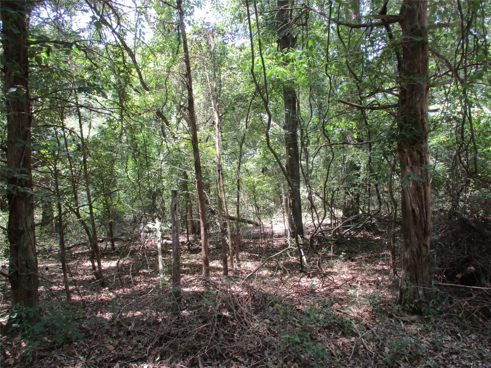 16.8 acres in Rains County - photo 7