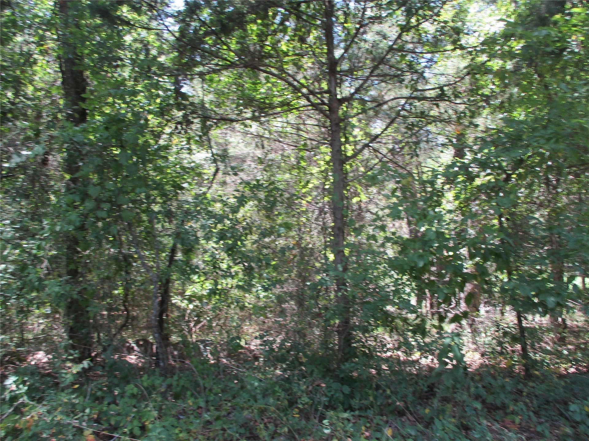 16.8 acres in Rains County