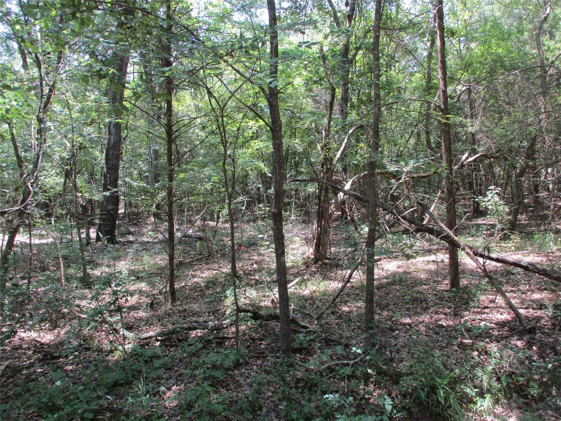 16.8 acres in Rains County - photo 8