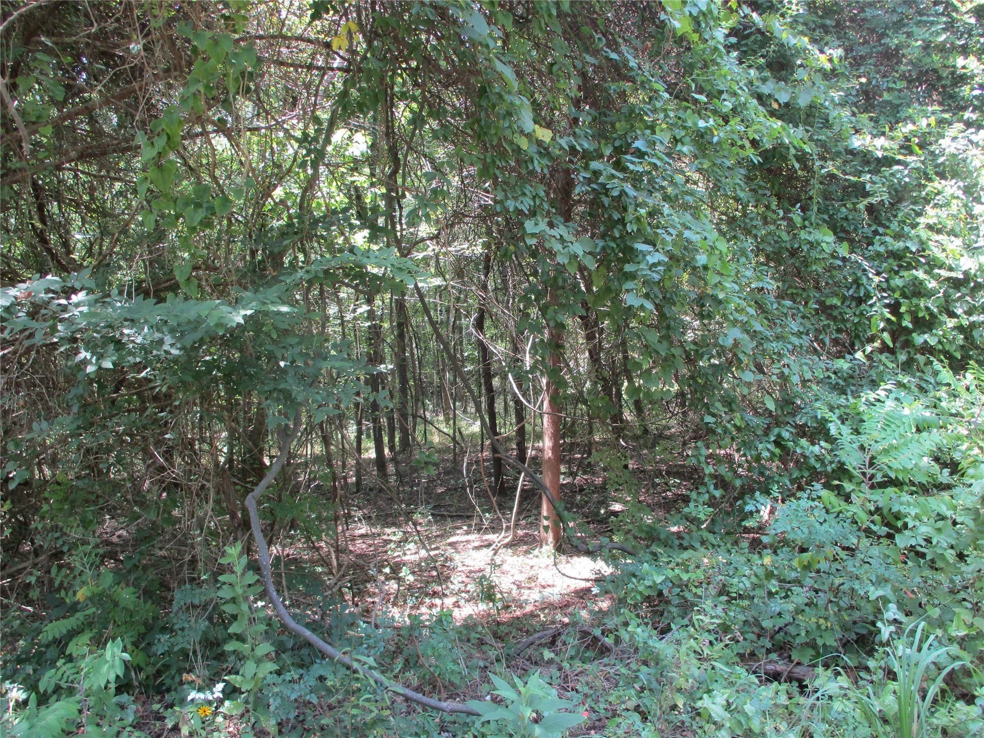 16.8 acres in Rains County - photo 5