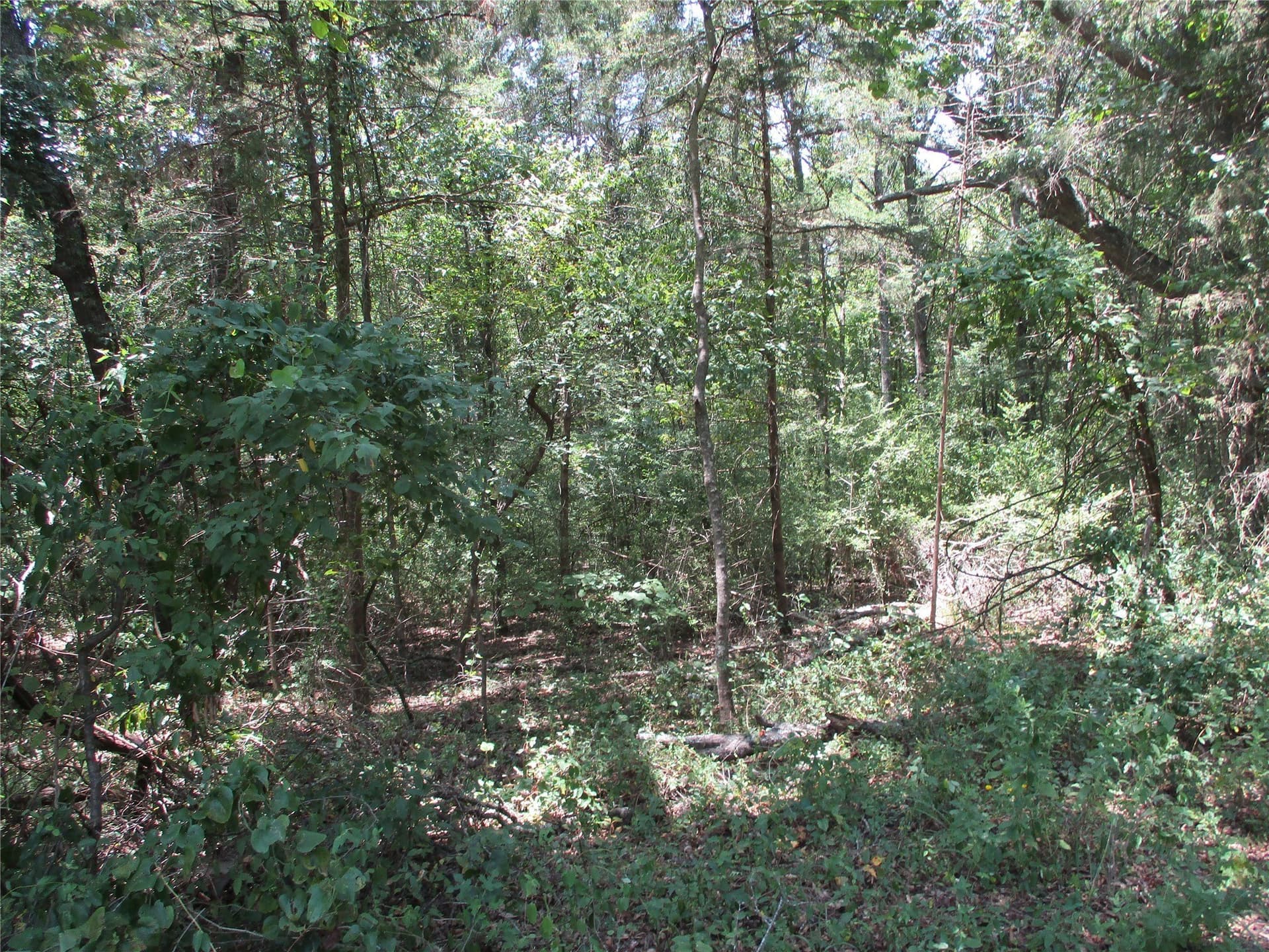 16.8 acres in Rains County - photo 3