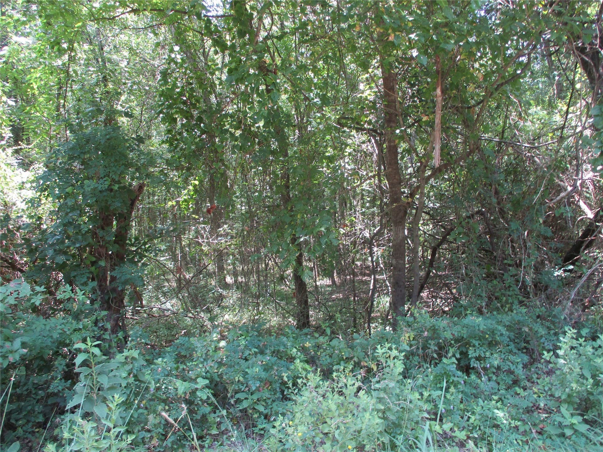 16.8 acres in Rains County - photo 4