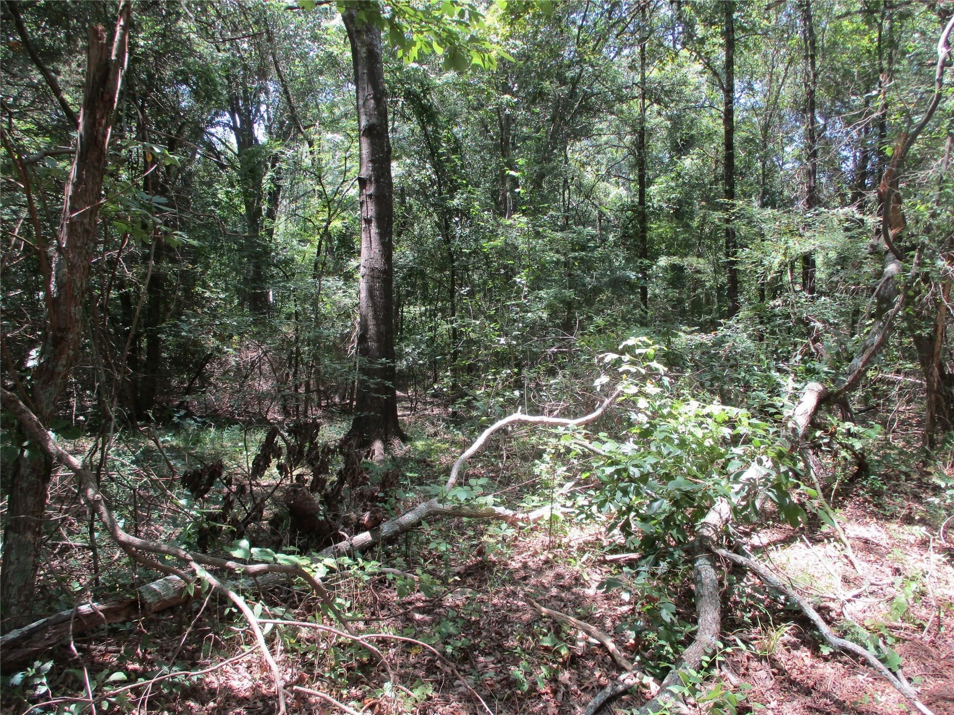 16.8 acres in Rains County - photo 6