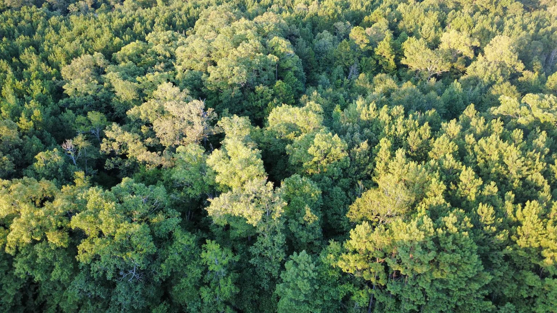 14.5 acres in Harrison County - photo 12