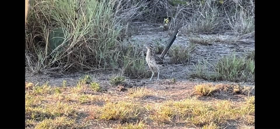 2 acres in Texas County gallery image 4