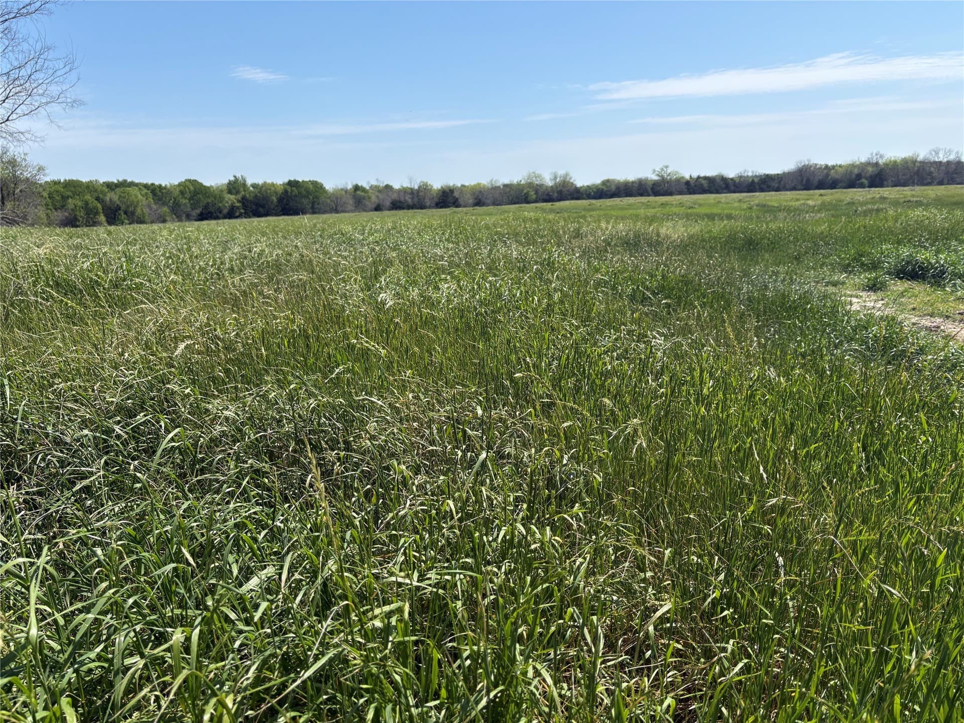 70 acres in Hopkins County gallery image 2