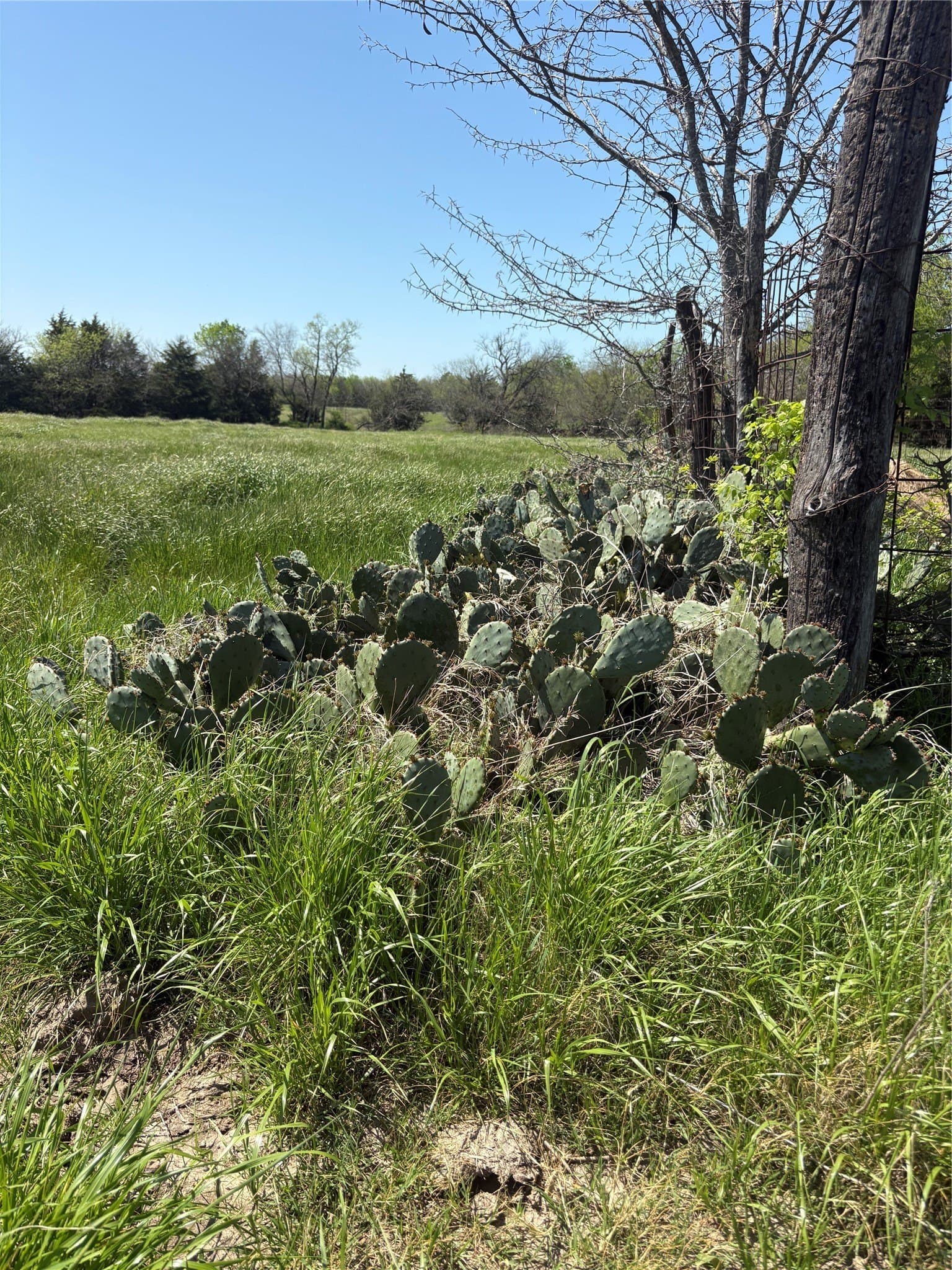 70 acres in Hopkins County featured view