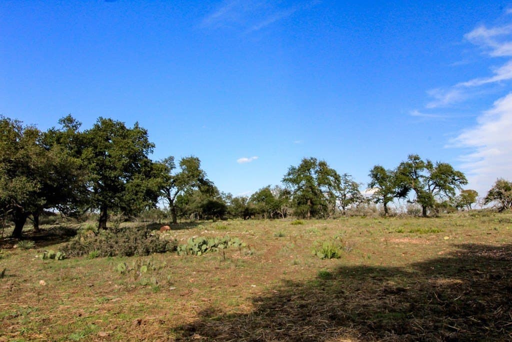 50 acres in Gillespie County - photo 8