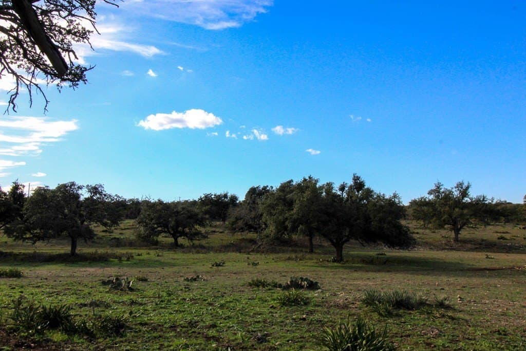 50 acres in Gillespie County - photo 10