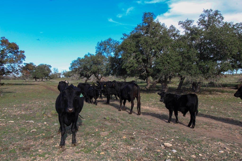 50 acres in Gillespie County - photo 15