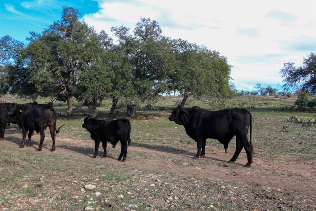 50 acres in Gillespie County - photo 13