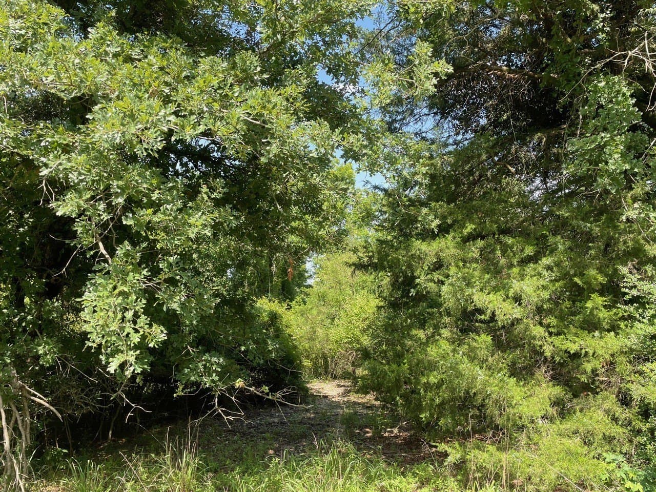0.51 acres in Limestone County