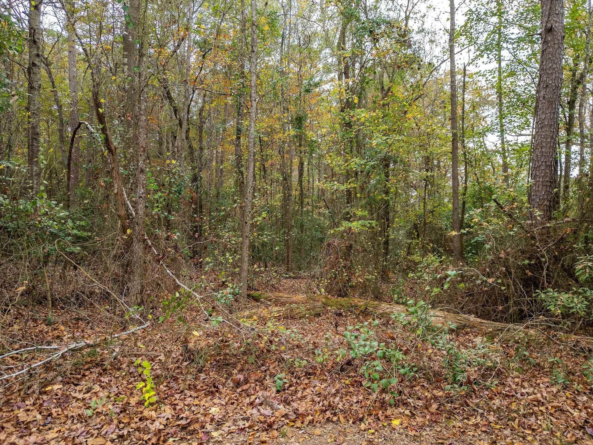 16.88 acres in Texas County - photo 8