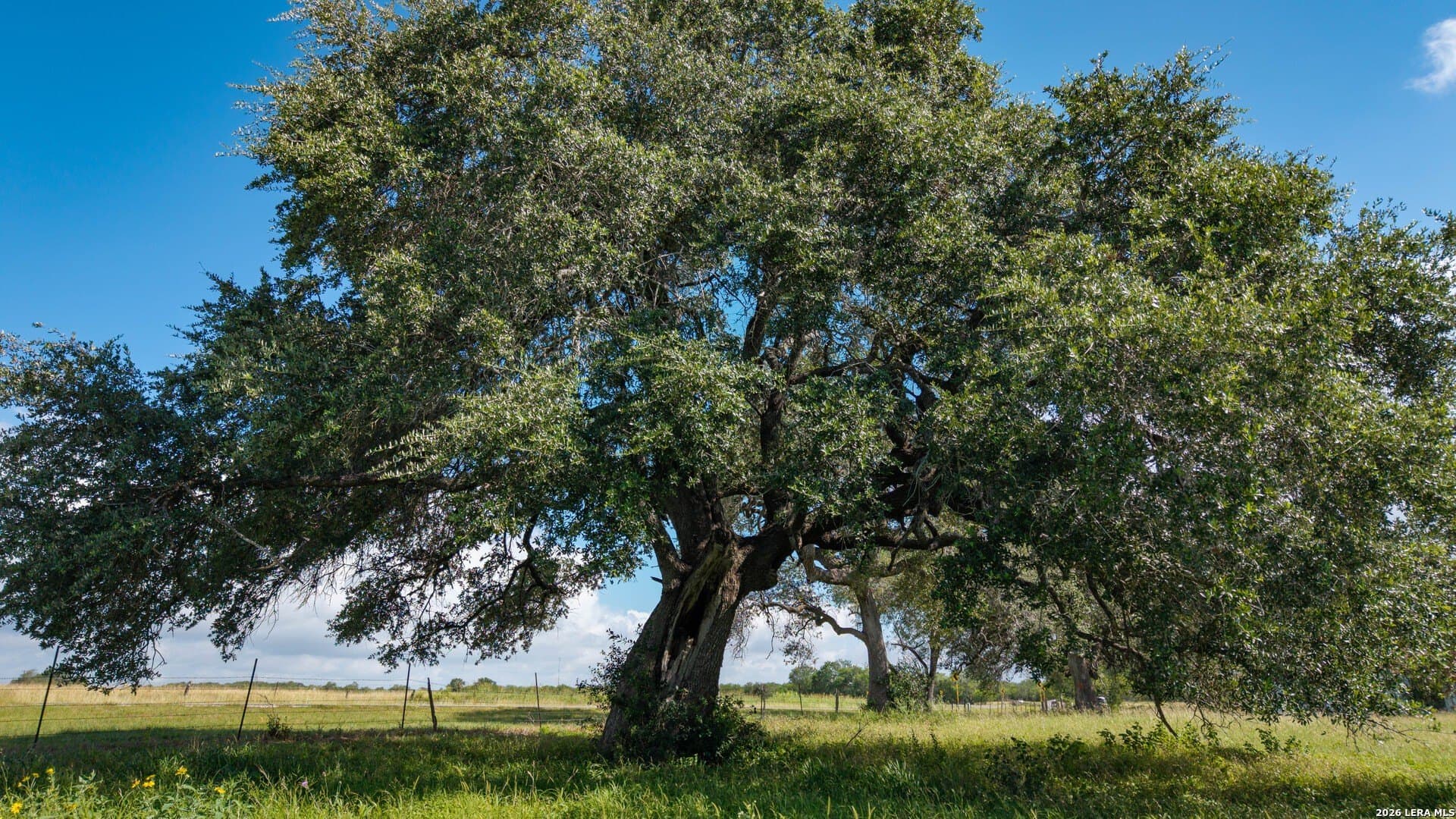 43.02 acres in Karnes County - photo 37