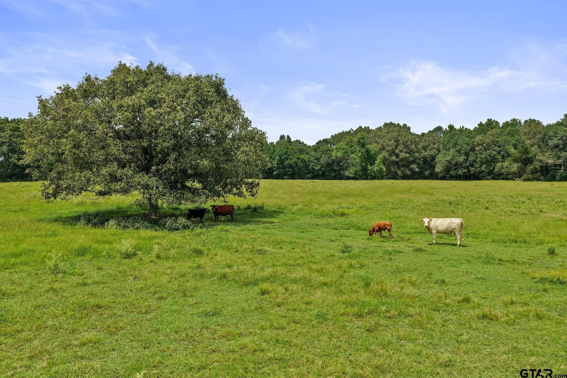 45 acres in Titus County - photo 35