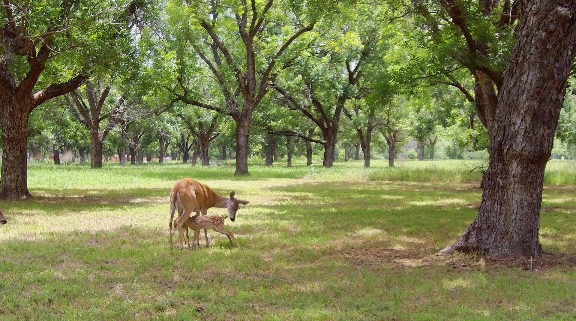 1.54 acres in Hood County - photo 11