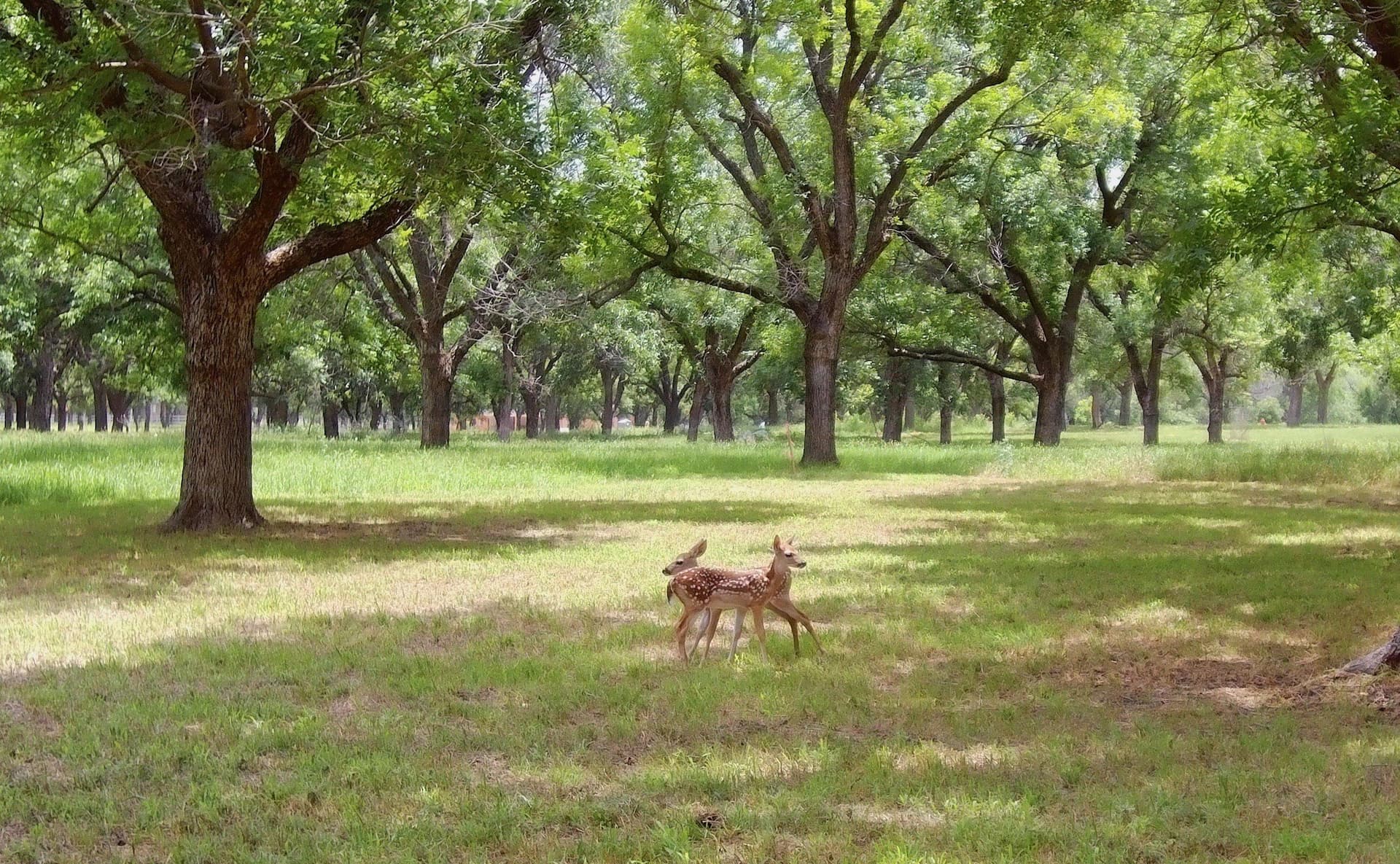 1.54 acres in Hood County - photo 10