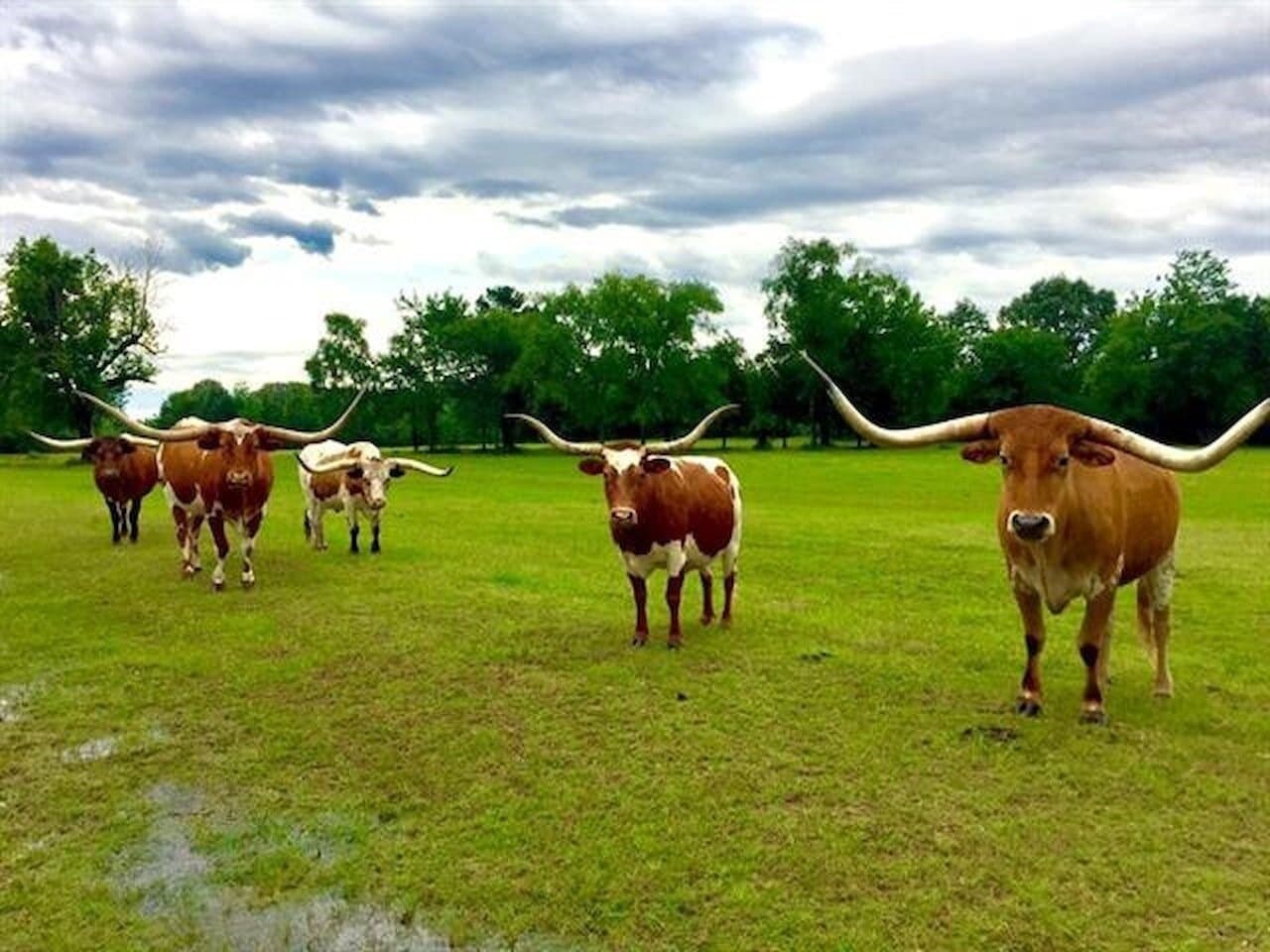 13 acres in Rusk County - photo 38