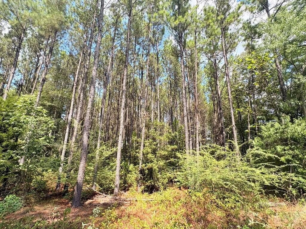 12 acres in Texas County - photo 6