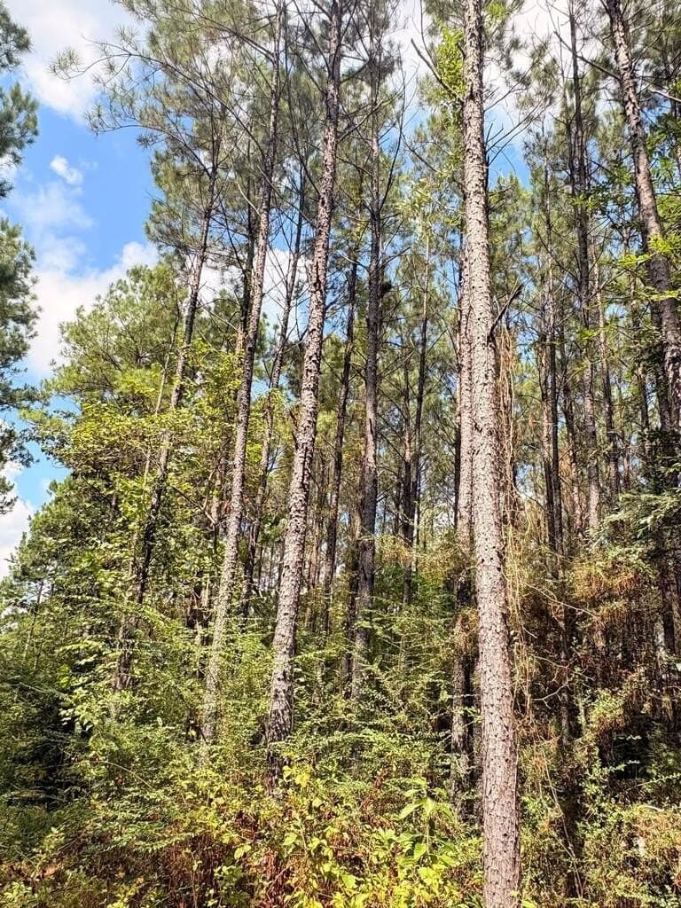 12 acres in Texas County - photo 5